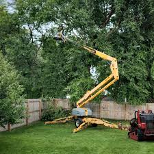 Best Tree Trimming and Pruning  in Anson, TX