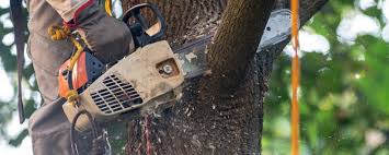 Best Tree Cabling and Bracing  in Anson, TX