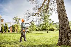 Best Tree Risk Assessment  in Anson, TX