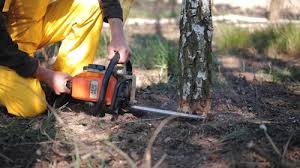 Best Tree Disease Treatment  in Anson, TX