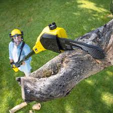 Best Tree Trimming and Pruning  in Anson, TX