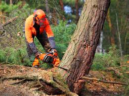 Best Leaf Removal  in Anson, TX