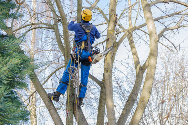 Best Tree Mulching  in Anson, TX