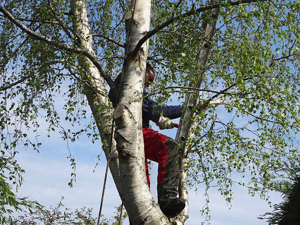 Best Tree Maintenance Programs  in Anson, TX