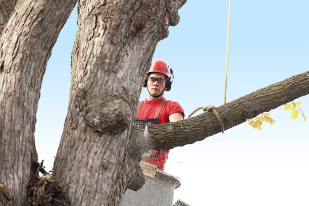 Best Storm Damage Tree Cleanup  in Anson, TX